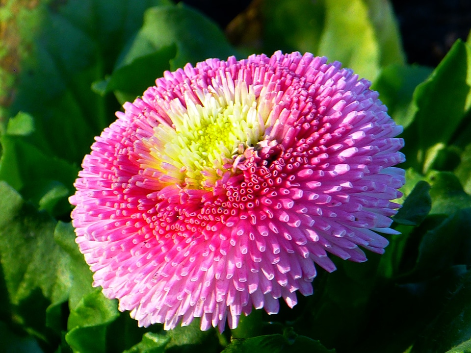 Bloom daisy multiannual daisy