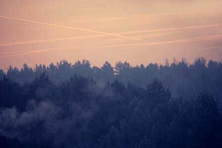 Free stock photo of fog, forest, pine