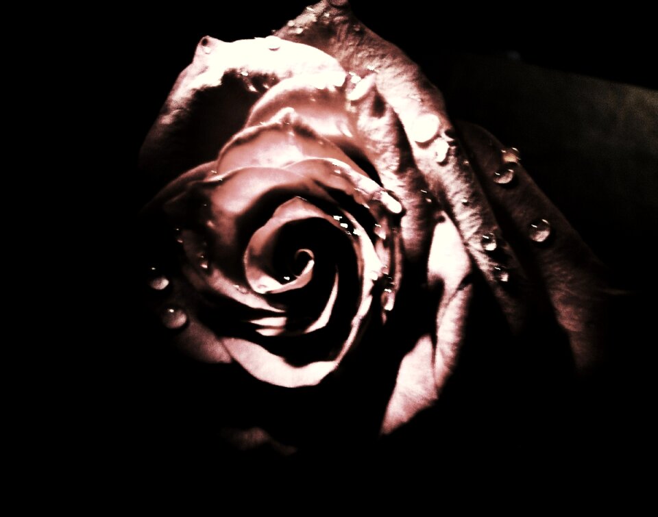 Free stock photo of petals, rose, tears