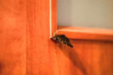 Free stock photo of butterfly, night