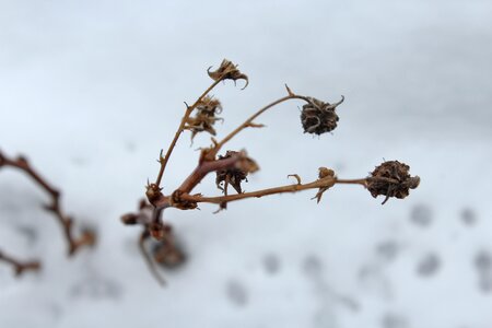Free stock photo of cold, flower, winter
