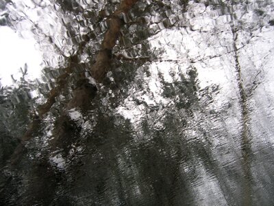 Free stock photo of fuzzy, rain, tree photo