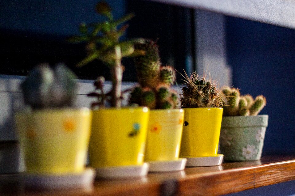 Free stock photo of cactus, flowerpot, night