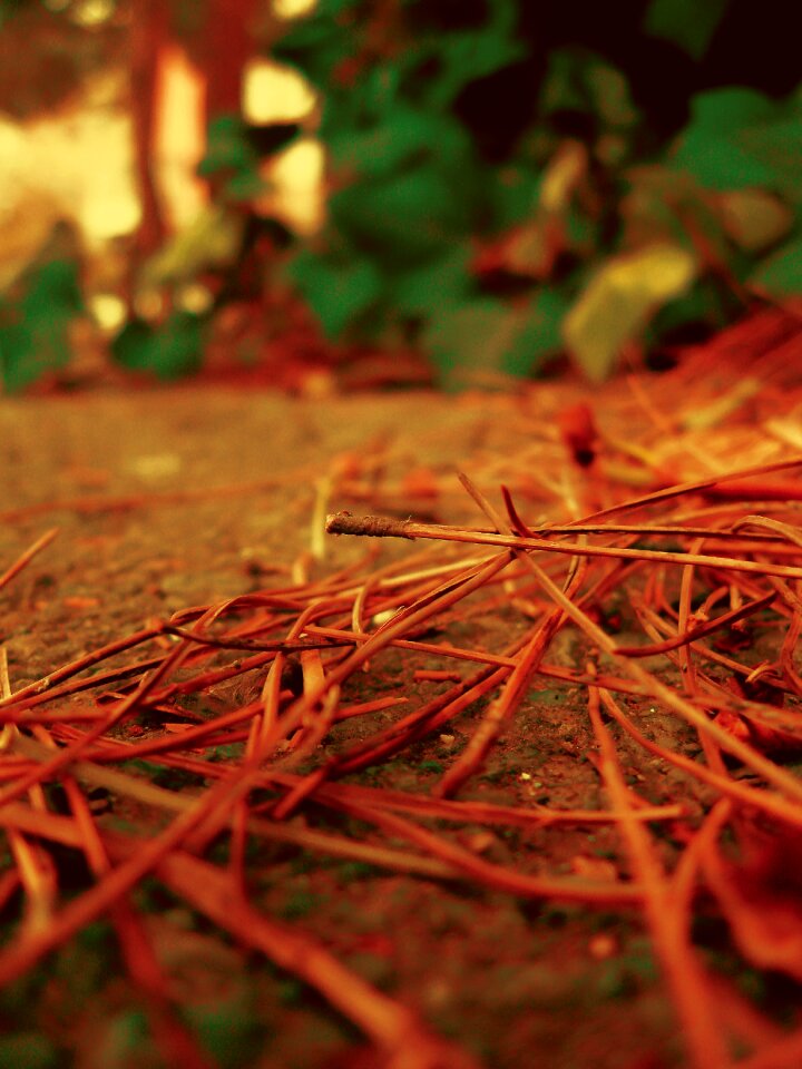 Free stock photo from Tookapic