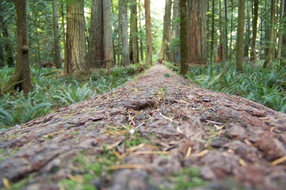 Tall trees nature tree photo