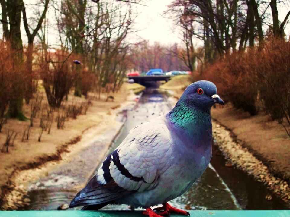 Free stock photo of park, pigeon