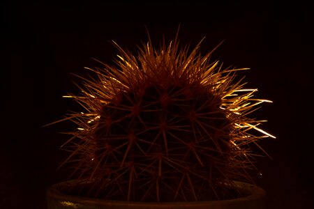 Free stock photo of cactus, plant, spines photo