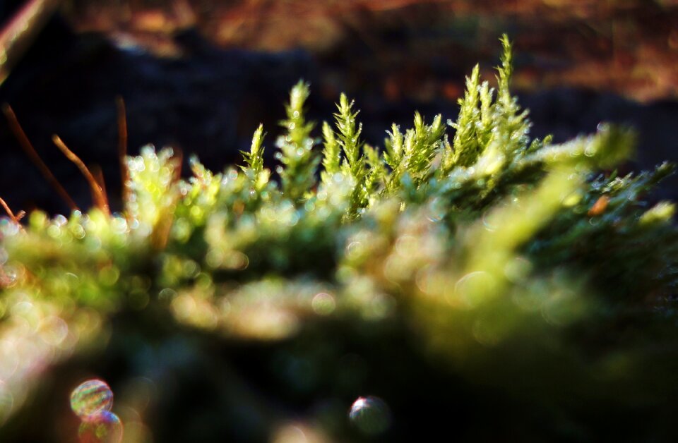 Free stock photo of green, nature, plant