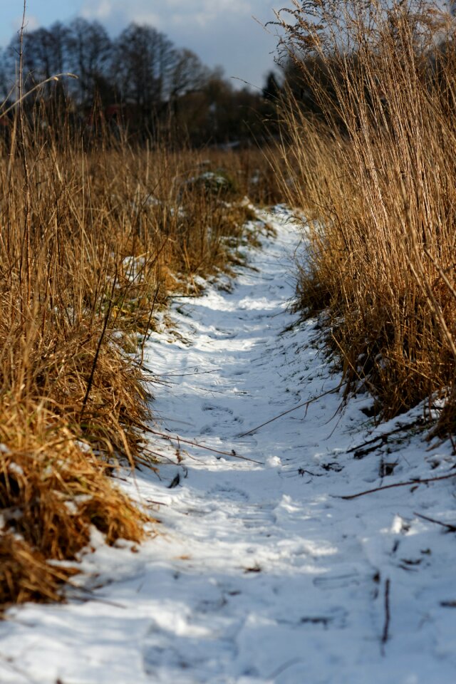 Free stock photo of path, snow, witner