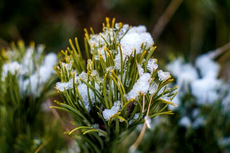 Free stock photo of green, snow