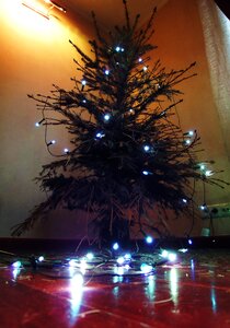 Free stock photo of christmas tree, lights, needle photo