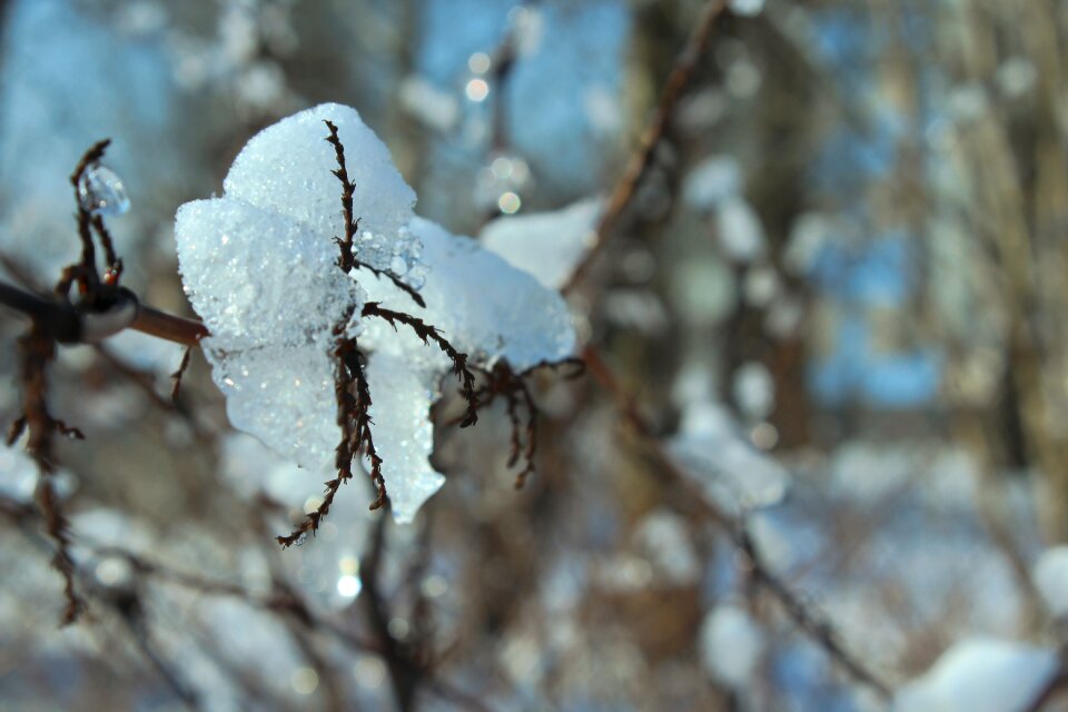 Free stock photo of blue, nature, snow