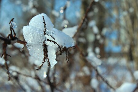 Free stock photo of blue, nature, snow