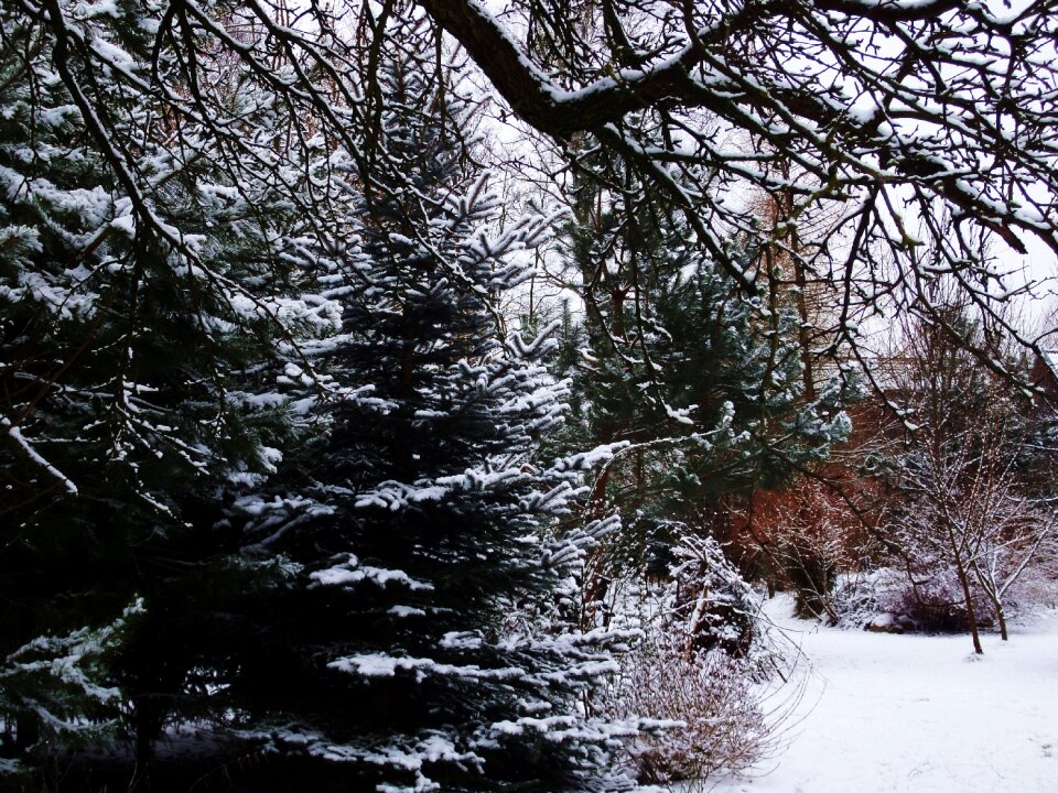 Free stock photo of garden, snow, tree