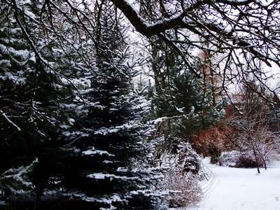 Free stock photo of garden, snow, tree photo