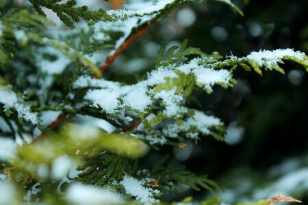 Free stock photo of green, snow, white photo