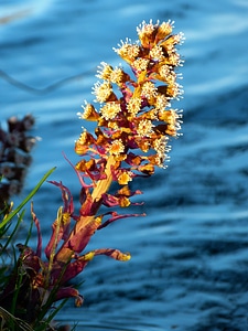 Flowers common butterbur spring photo