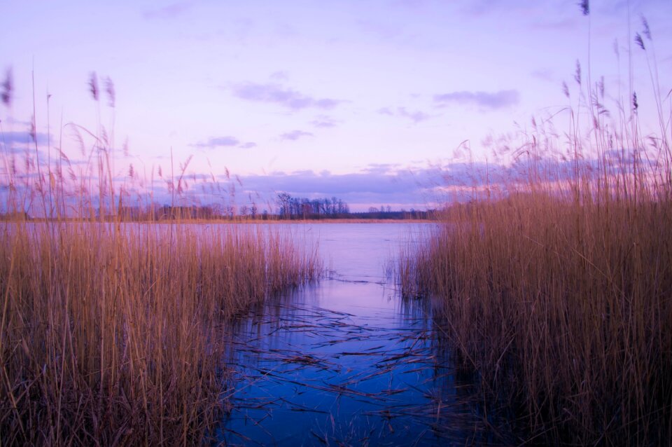 Free stock photo of cane, nature, shore