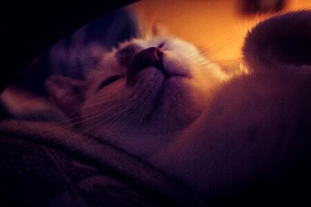 Free stock photo of cat, night, sleep photo