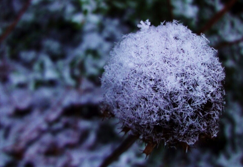 Free stock photo of flower, garden, snow photo