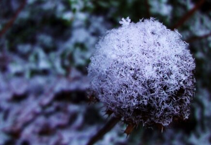 Free stock photo of flower, garden, snow