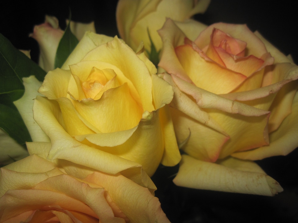 Bouquet bunch blossoms