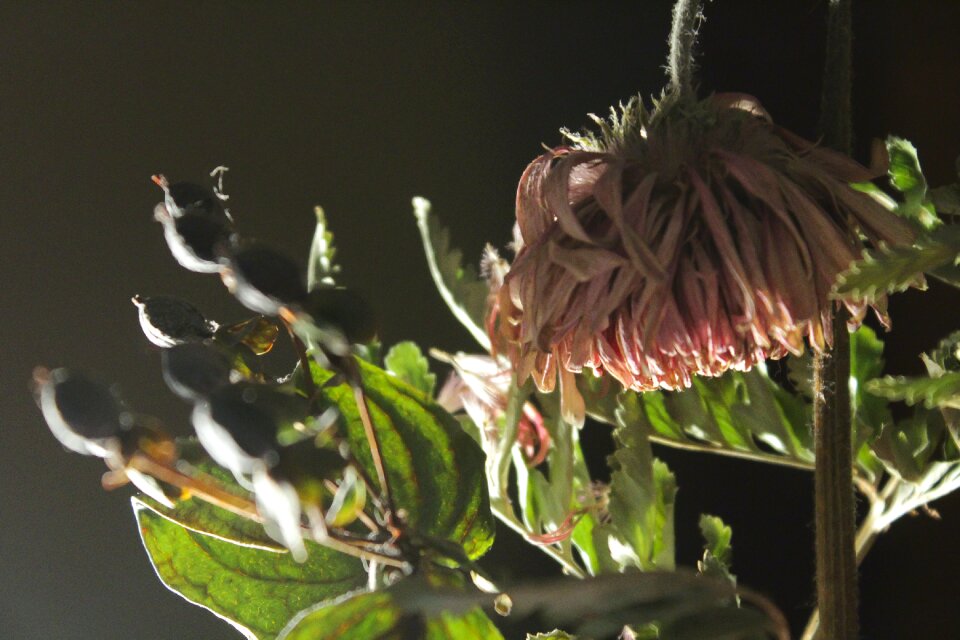 Free stock photo of cold, flower, green
