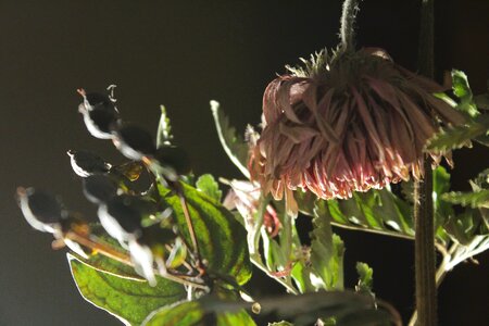 Free stock photo of cold, flower, green