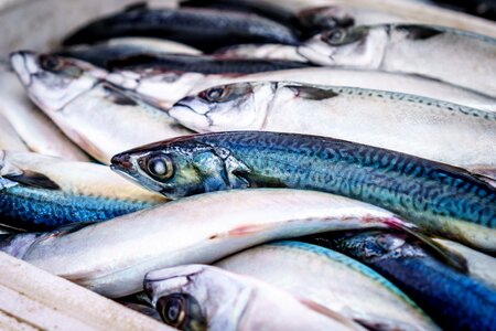 Blue and Light Grey Long Fish