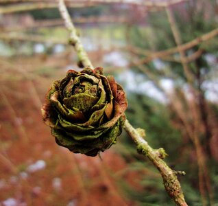 Free stock photo of cone, larch, twig photo