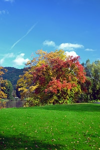 Tree meadow sun photo