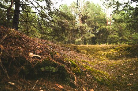 Free stock photo of conifers, countryside, daylight