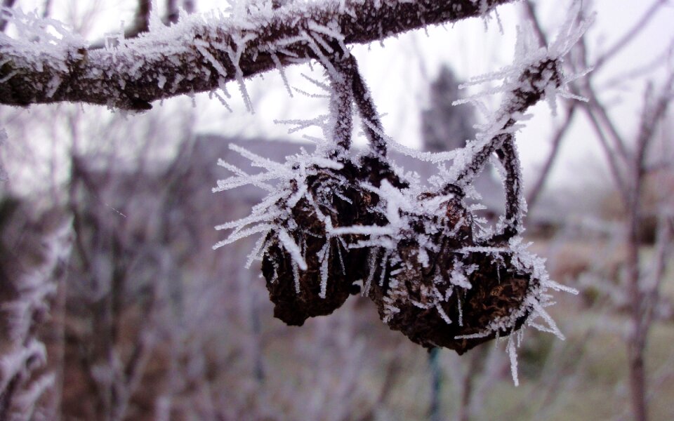 Free stock photo of frost, winter