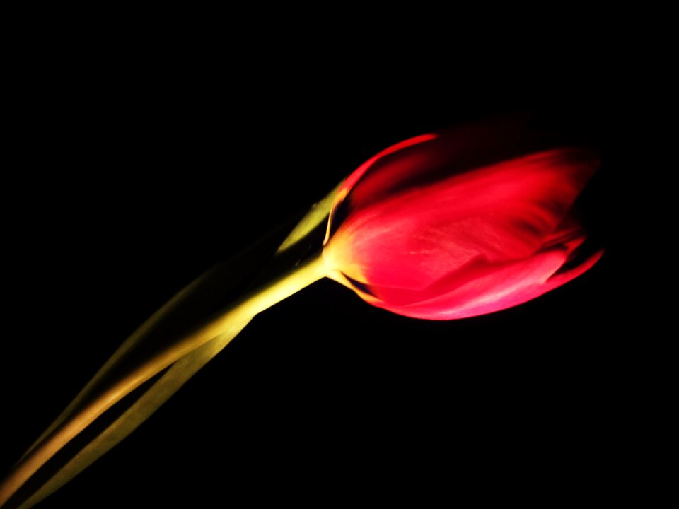 Free stock photo of flower, tulip