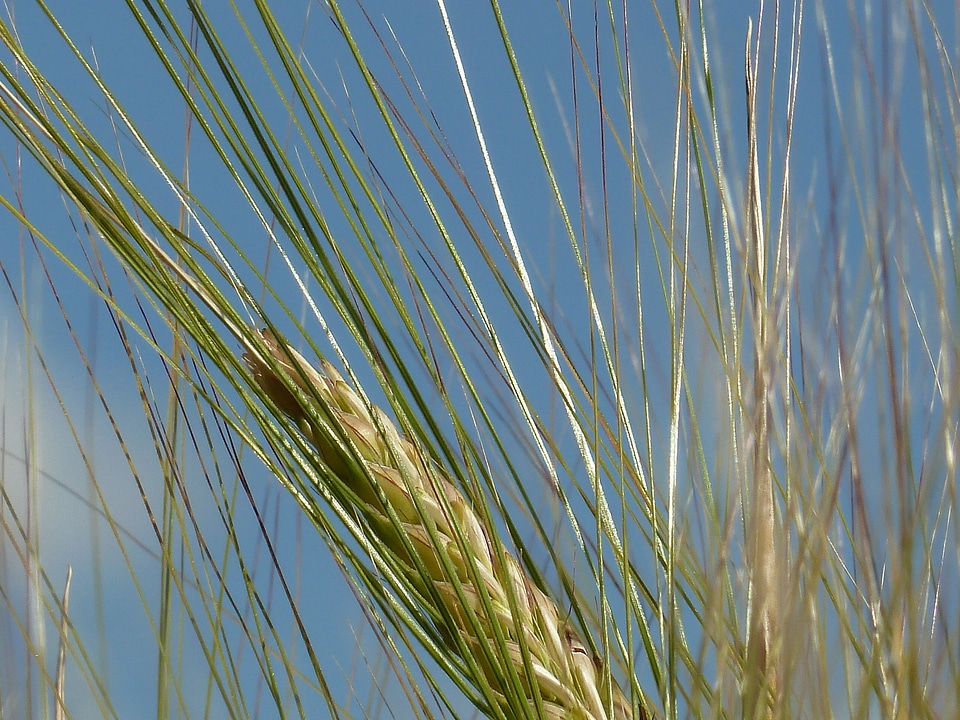 Nourishing barley close up cereals