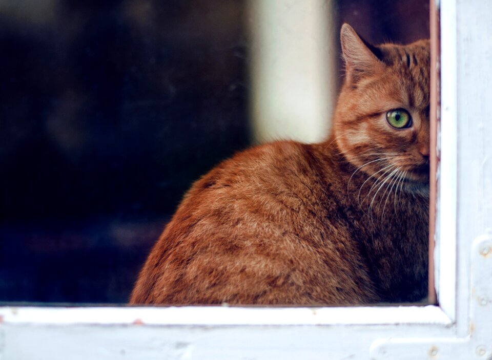 Free stock photo of animal, buddy, cat