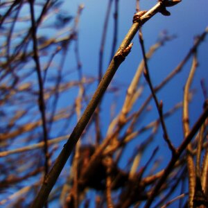 Free stock photo of buds, twigs