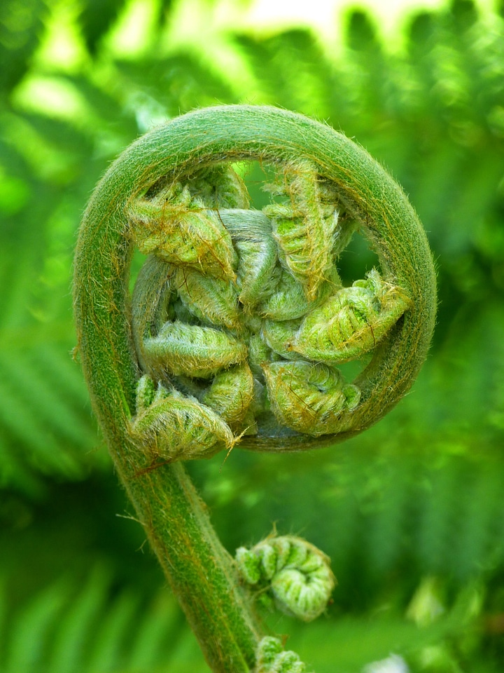 Roll out vessel sporenpflanze nature
