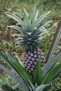 Zanzibar fruit plant photo