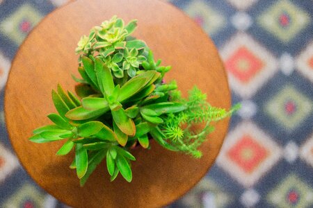 Free stock photo of night, plants photo