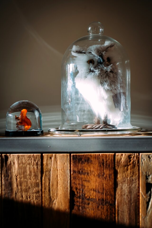 Free stock photo of owl