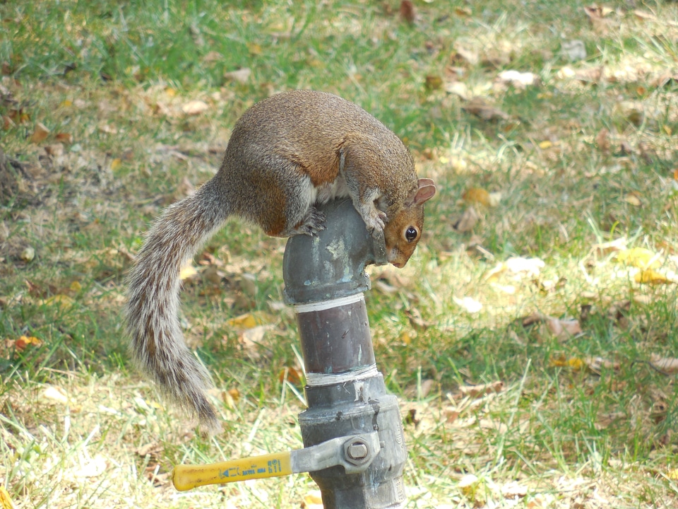 Tail animal wildlife