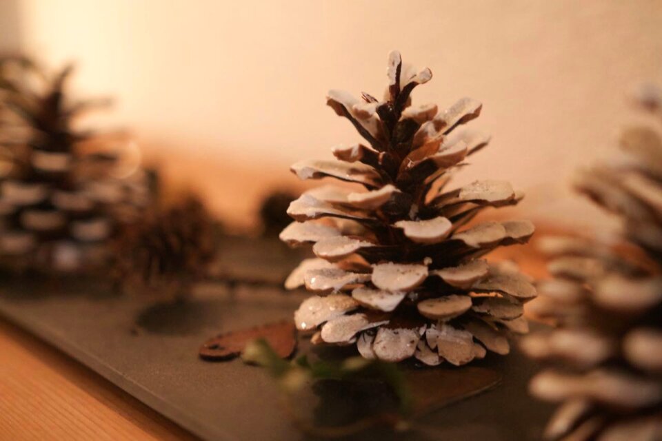 Free stock photo of pine cone, snow, winter