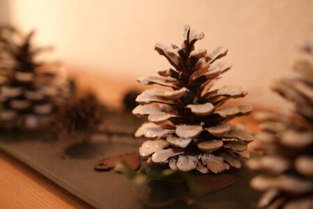 Free stock photo of pine cone, snow, winter photo