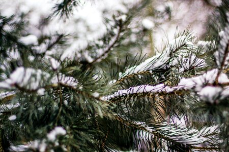 Free stock photo of branch, conifer, green