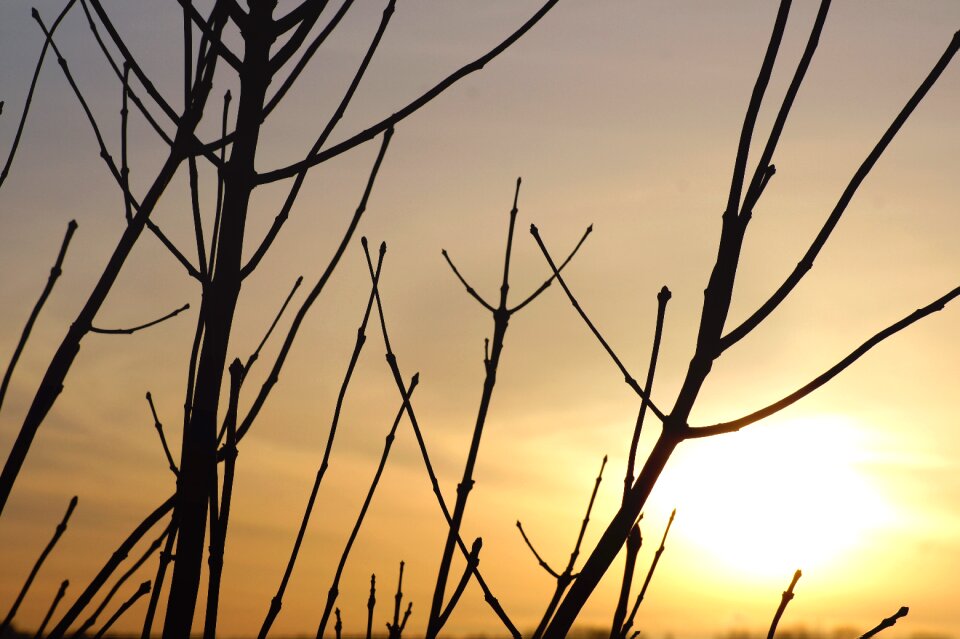 Free stock photo of backlit, dawn, dusk