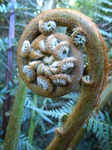 Roll out vessel sporenpflanze nature
