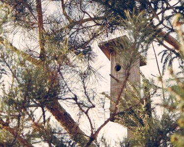 Free stock photo of birdhouse, branches, tree