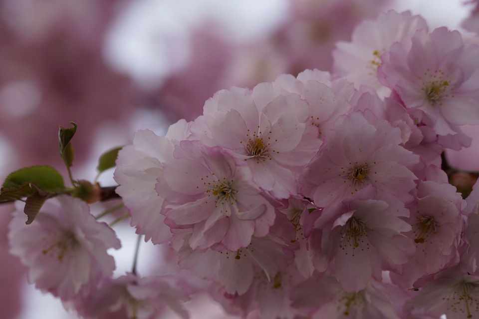 Spring blossom close up photo