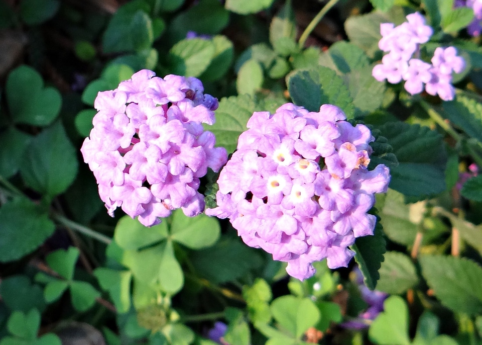 Trailing floral plant